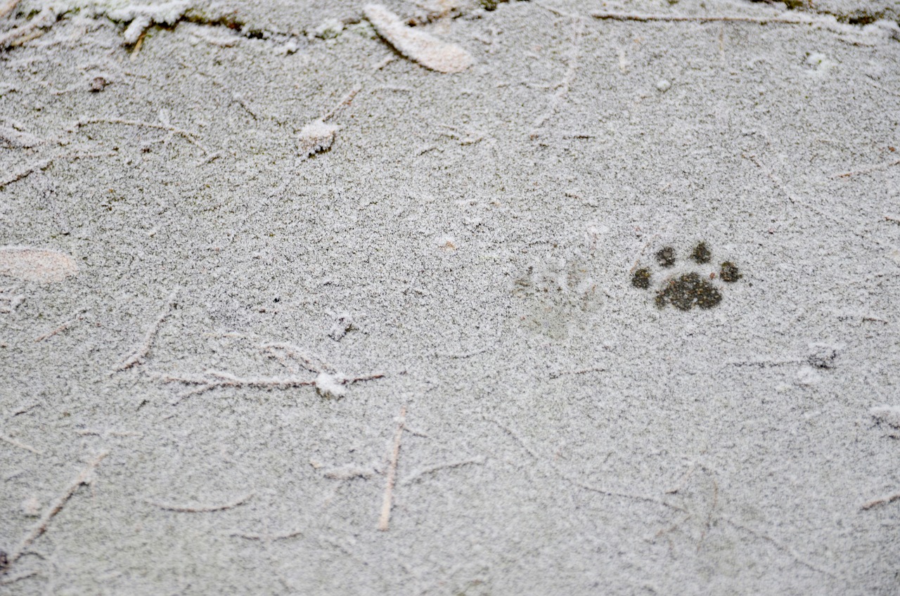 Cat'S Paw Frost Winter Free photo on Pixabay Pixabay