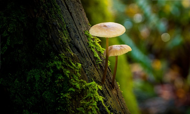 Wald, Natur, Pilze, Baum, Pflanze, Moos