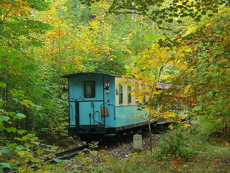 Free Fall Forest photo and picture