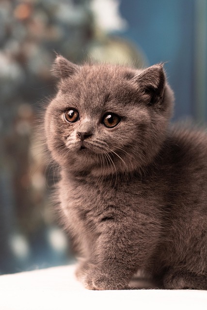 Free Cat Animal photo and picture