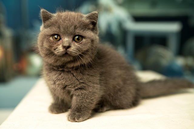 Free Cat Pet photo and picture