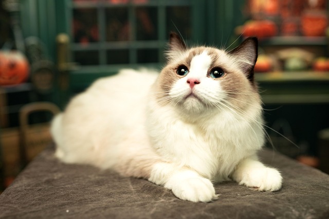 Free Cat Pet photo and picture