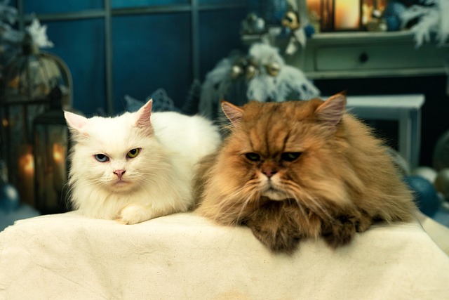 Free Cat Pet photo and picture
