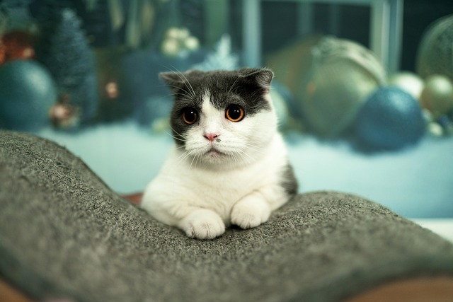 Free Cat Animal photo and picture