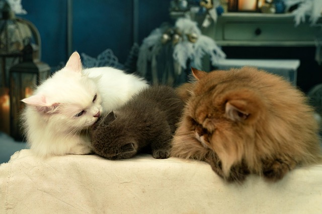 Free Cat Pet photo and picture