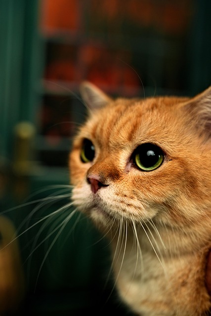 Free Cat Pet photo and picture