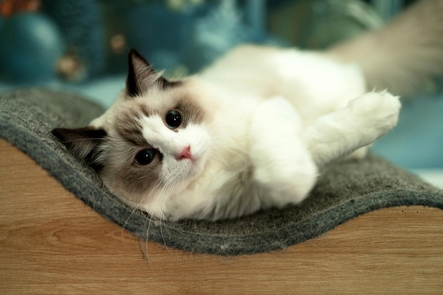 Free Cat Pet photo and picture
