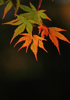 Free Fall Nature photo and picture