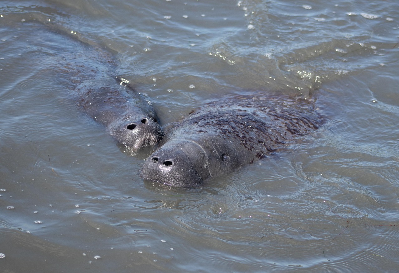 Manatee Nature Wildlife - Free photo on Pixabay - Pixabay