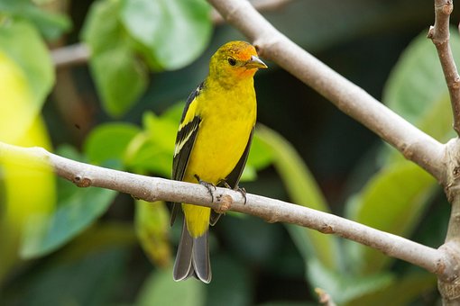 Free Bird Beak photo and picture