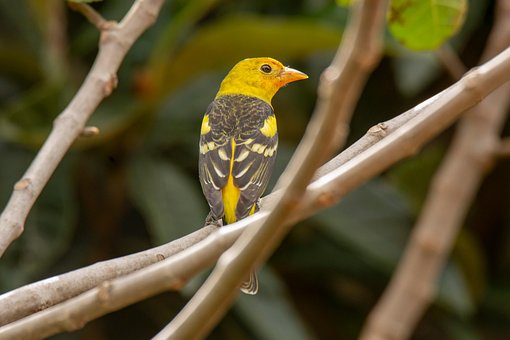 Free Bird Western Tanager photo and picture