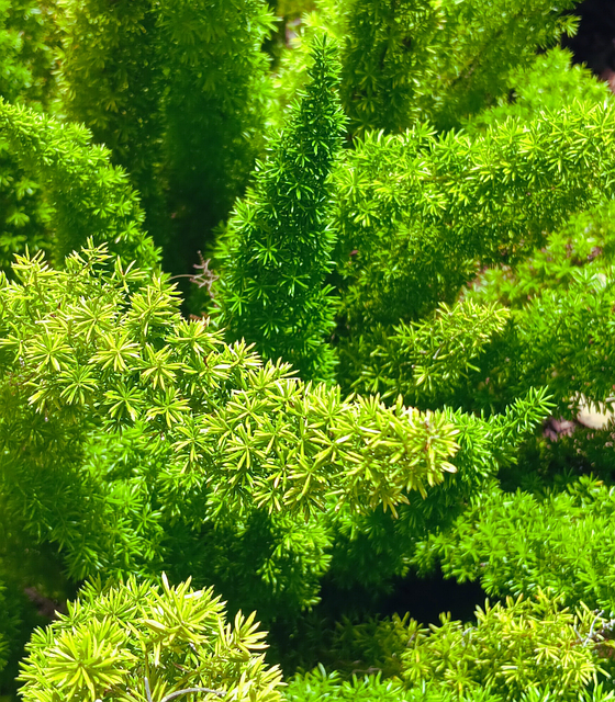 Free Fox Tail Fern Nature illustration and picture