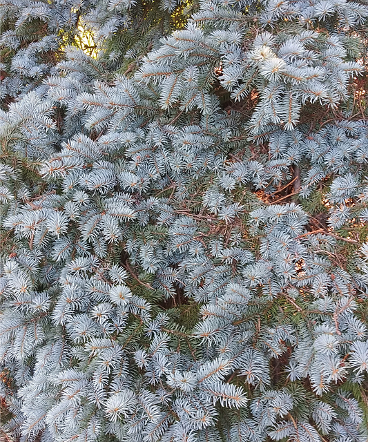 Free Spruce Nature illustration and picture