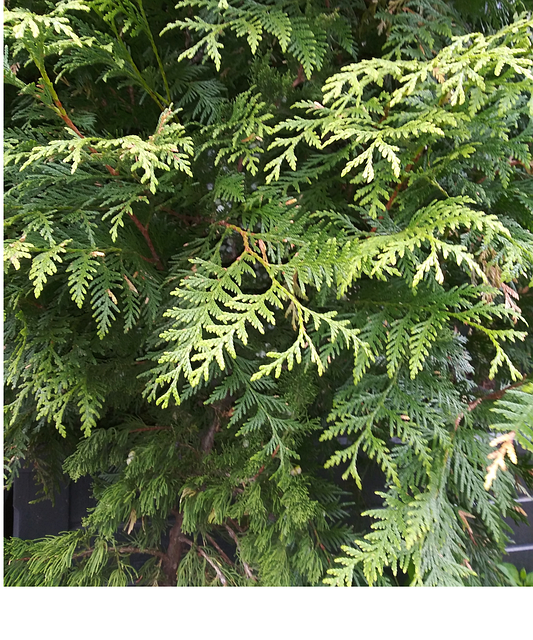 Free Thuja Spruce illustration and picture