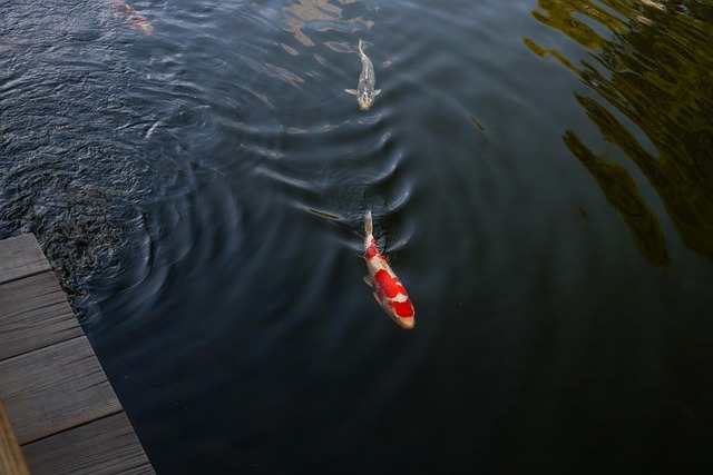 Free Fish Pond photo and picture