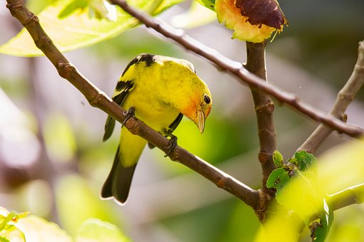 Free Bird Tanager photo and picture
