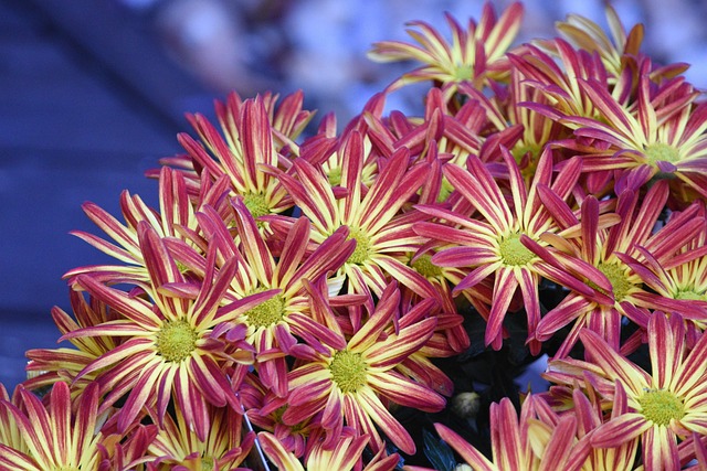 Blomster, Røde Og Gule Blomster, Asters