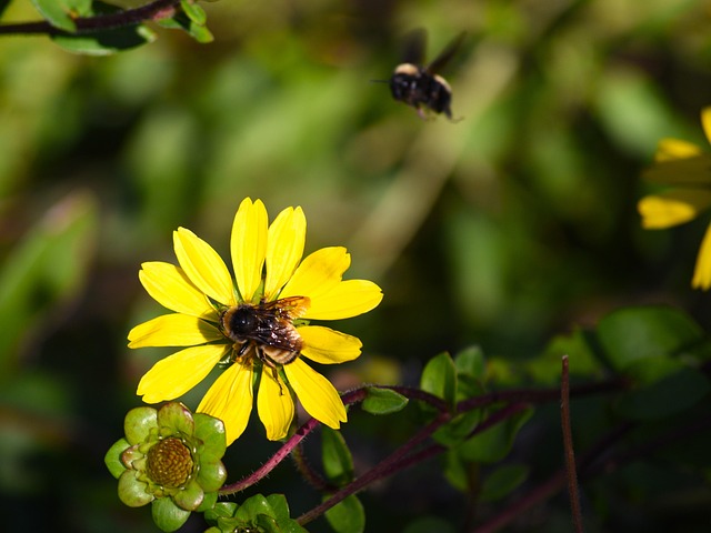 Bier, Hymenoptera, Bi På Blomst