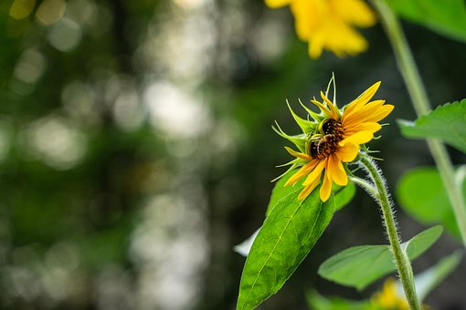 Free Flower Pollination photo and picture
