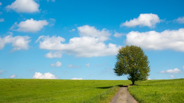 Træ, Eng, Himmel, Skyer, Horisont, Sti