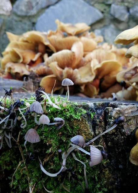 Hongo, Champiñón, Naturaleza, Jardín