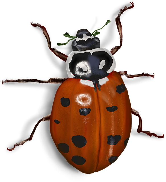 Free Lady Beetle Ladybug illustration and picture