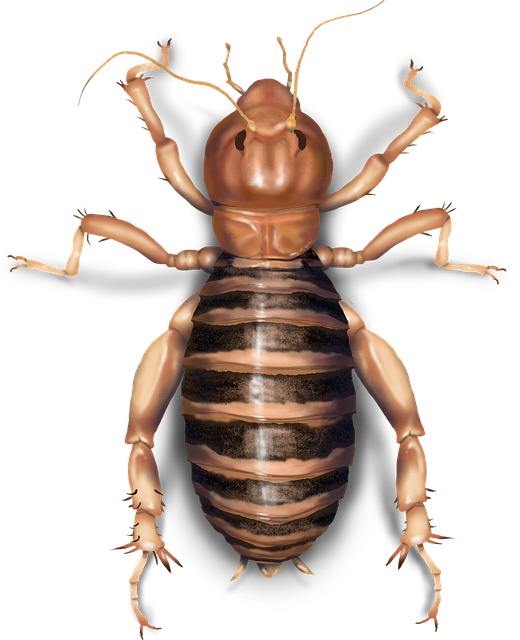 Free Jerusalem Cricket illustration and picture