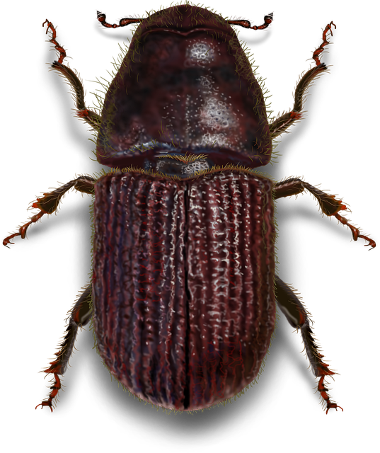 Free Mountain Pine Beetle Insect illustration and picture