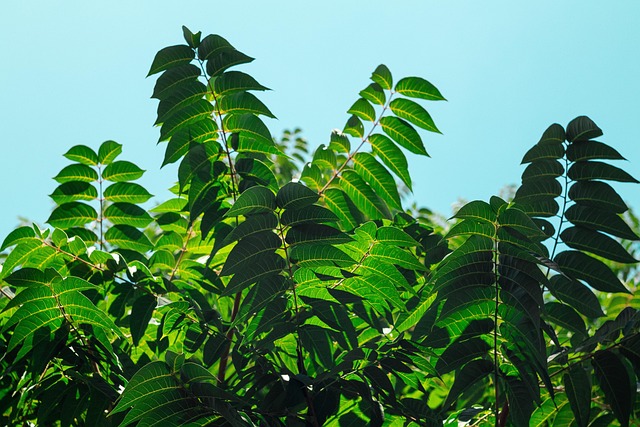 Free Leaves Tree photo and picture