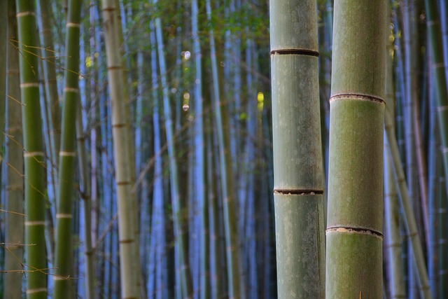 竹 自然 日本 - Pixabayの無料写真 - Pixabay
