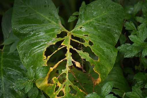 Blatt, Natur, Grünes Blatt, Badleaf