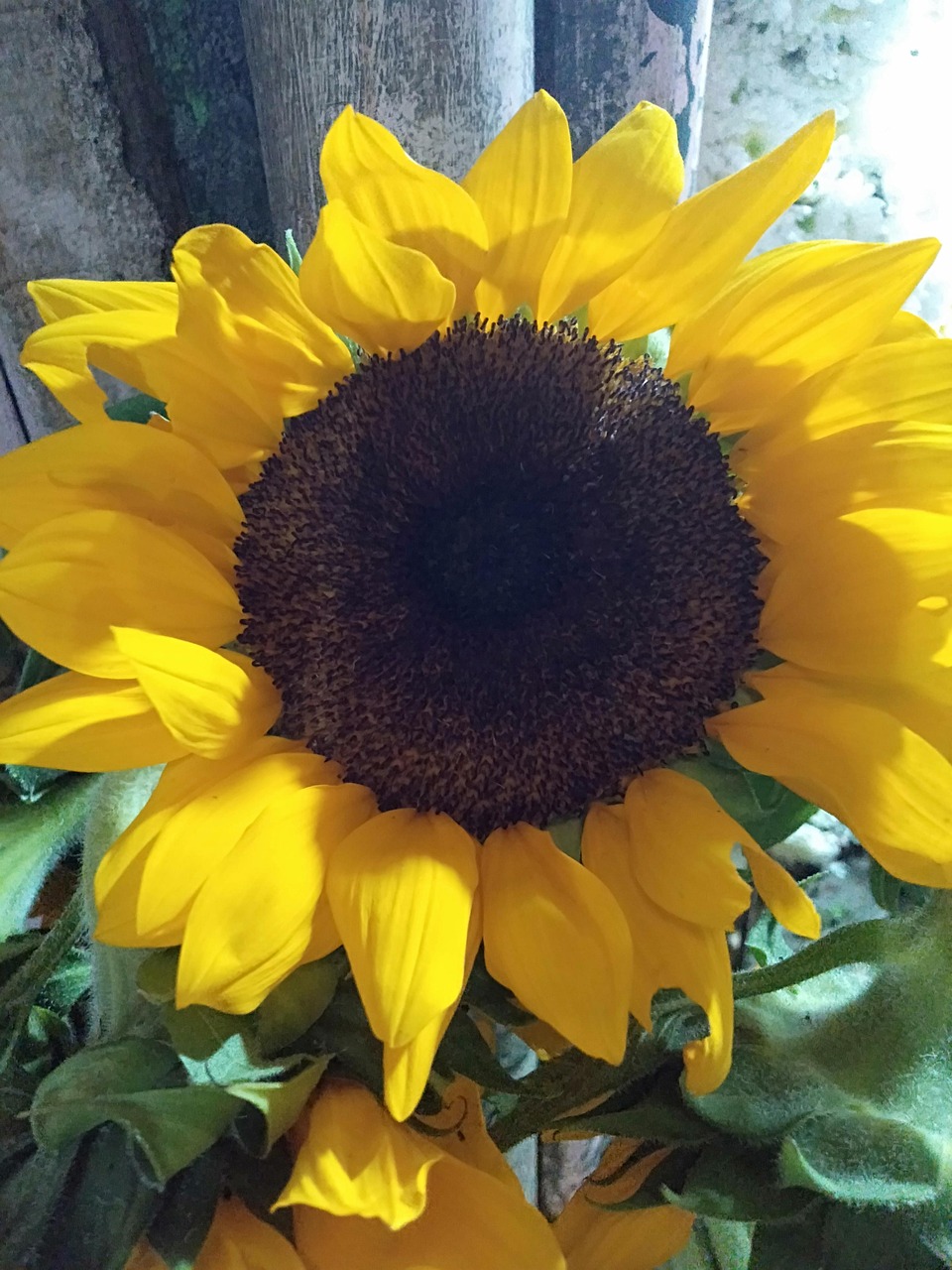Sunflower Flower Nature - Free photo on Pixabay - Pixabay