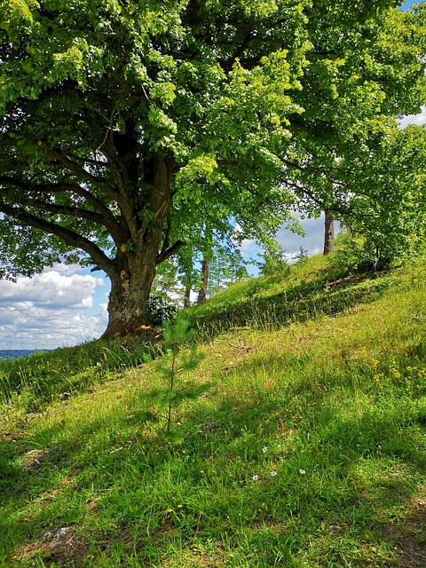 Træ, Natur, Landskab, Eng