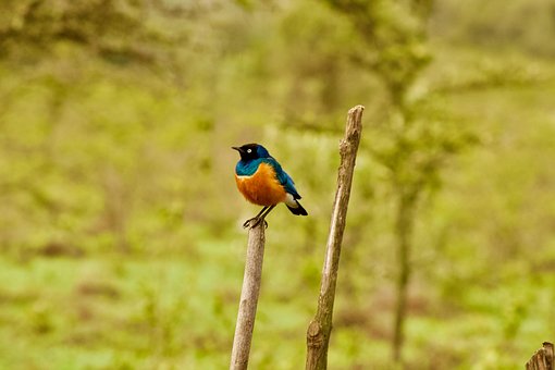 Free Bird Nature photo and picture
