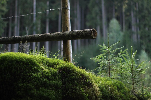 Musgo, Bosque, Madera, Verde, Árboles