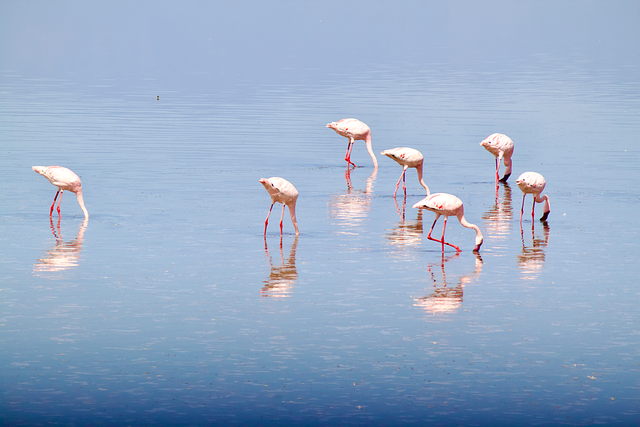 Free Flamingoes Birds photo and picture