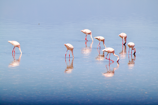 Free Flamingoes Birds photo and picture