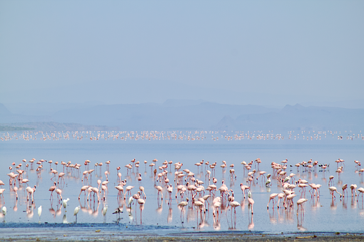 Free Flamingoes Birds photo and picture