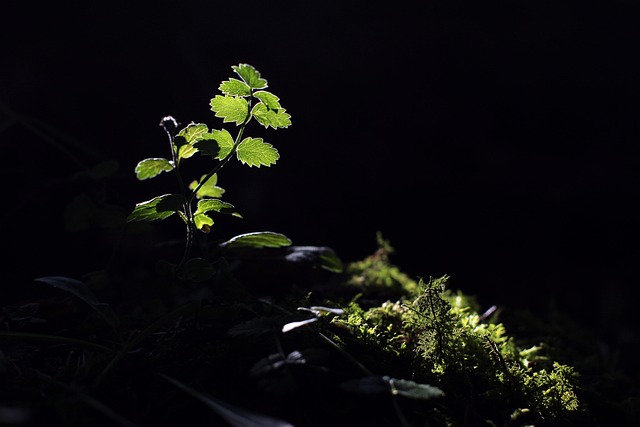 Musgo, Bosque, Naturaleza, Verde