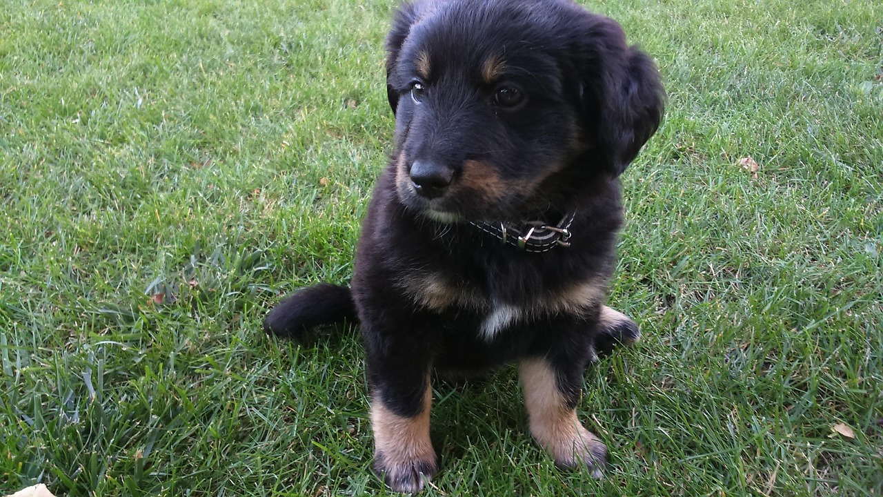 dog-8391042_1280.jpg