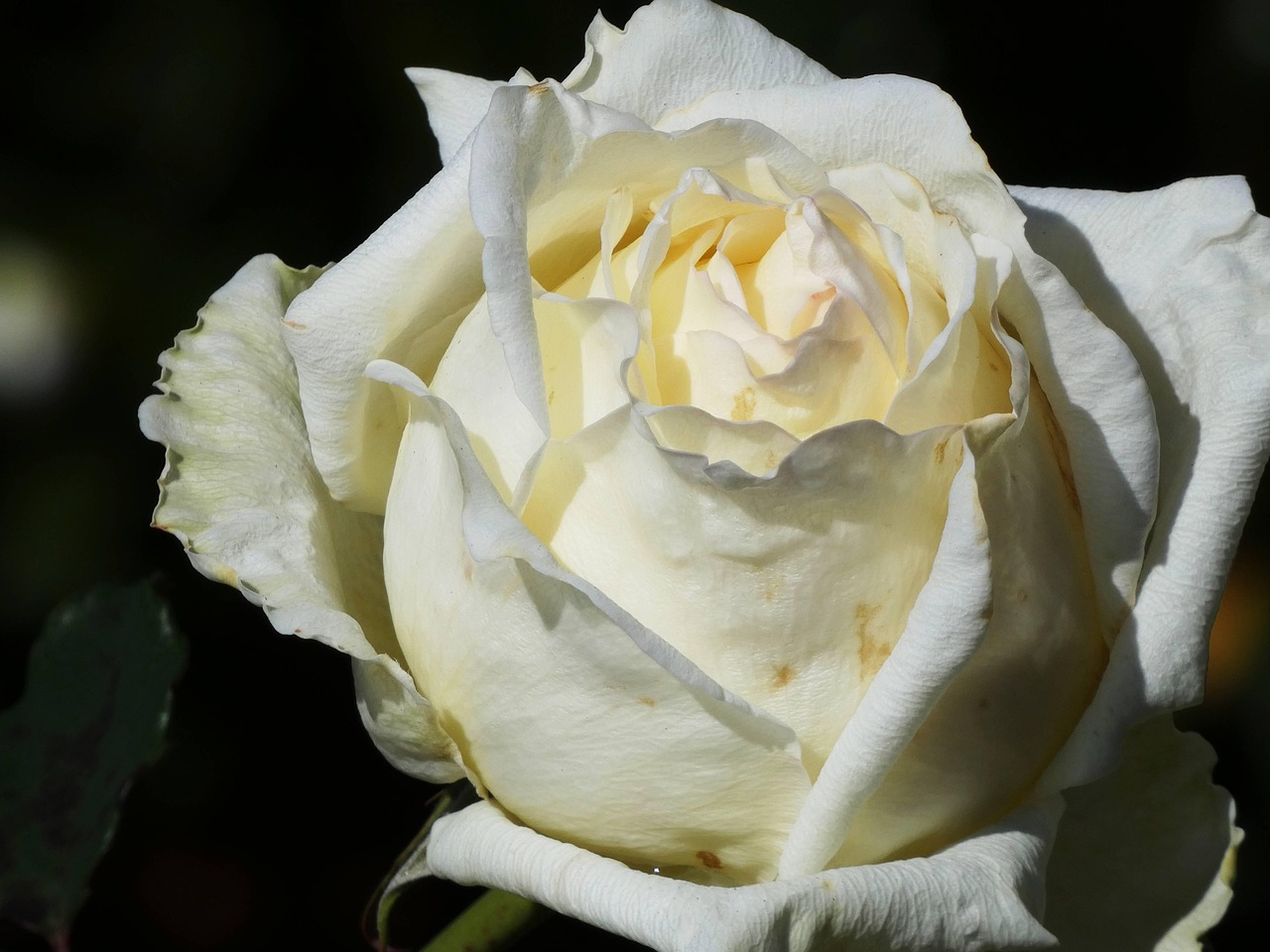 Cream Rose Flower - Free photo on Pixabay - Pixabay