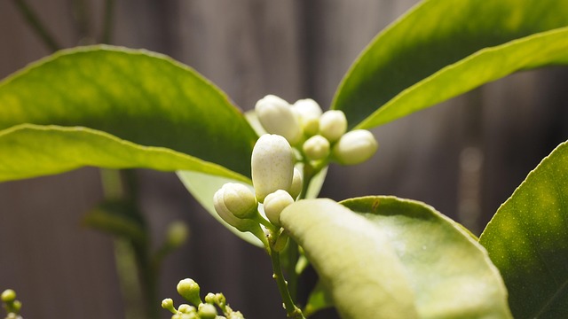 Free Flower Nature photo and picture