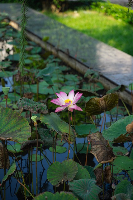 Lotus Teich Garten Kostenloses Foto auf Pixabay Pixabay