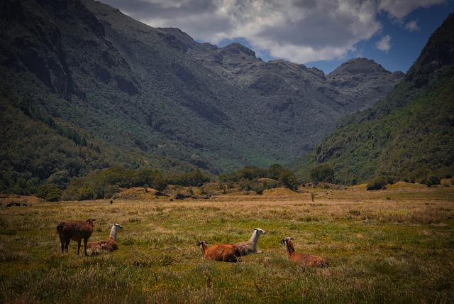 Free Mountains Llamas photo and picture