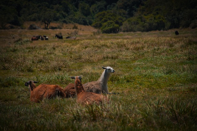 Montanhas, Lhamas, Prado, Campo, Animais