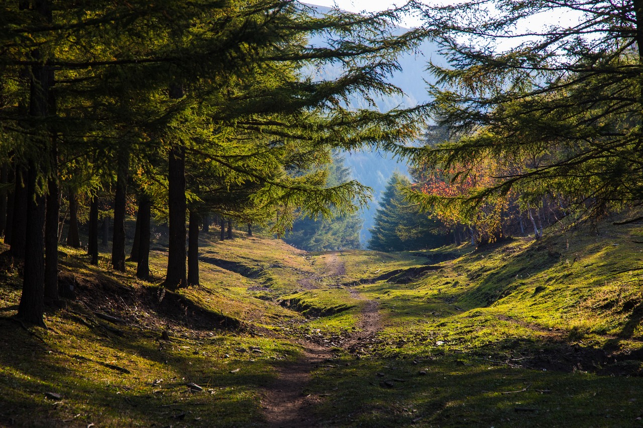 Forest Trees Fall - Free photo on Pixabay - Pixabay