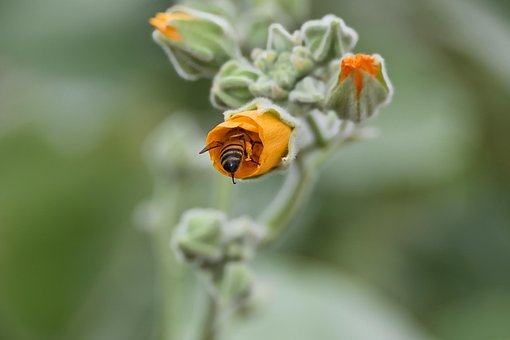 Biene, Insekt, Flügel, Blume, Bestäubung