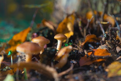 Free Mushrooms Forest photo and picture