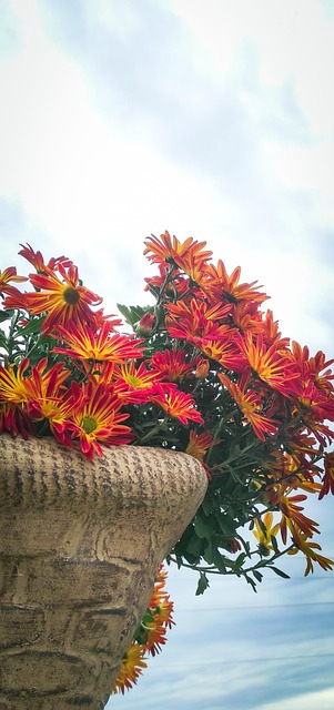 Blomst, Vase, Gryte, Himmel, Blå, Natur