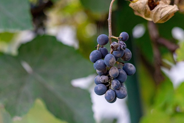 Free Grape Fruit photo and picture